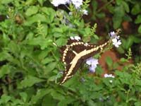 26 Schwalbenschwanz Tagfalter