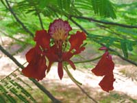 27 Flammenbaum - Delonix regia
