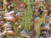 28 Chacobaum - Palo Boracho