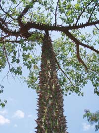 29 Chacobaum - Palo Boracho