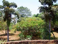 30 Garten in Aregua 