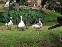 59 Villarrica Stadtpark