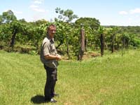 75 Weinanbau in Independencia