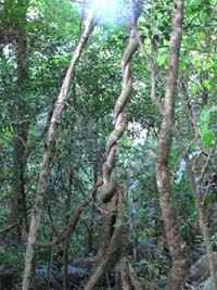 85 Weg zum Salto Suizo