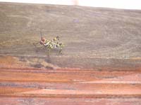 106 Harlekin Heuschrecke