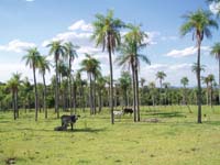 125 Palmenhain bei Acahay