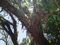 131 epiphytische Kakteen