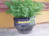 141 Blumenk�bel paraguayisch