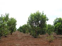 186 Yerba Mate Pflanzung