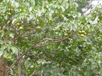 188 unbekannter Baum