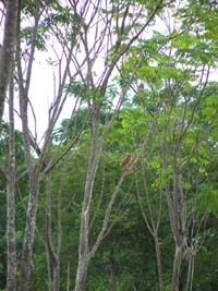 191 K�uzchen in den B�umen