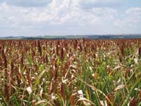 205 Sorghum Hirse