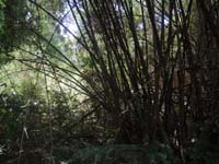 208 Pirapo Bambuswald