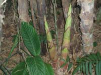 209 Pirapo Bambuswald