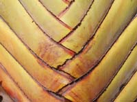 222 Baum des Reisenden - Ravenala madagascariensis