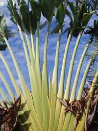 223 Baum des Reisenden - Ravenala madagascariensis