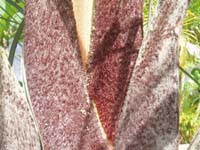 224 Dreieckspalme - Neodypis decaryi