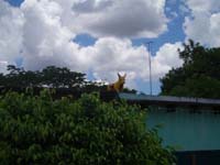 226 Vaca - Dachreiter